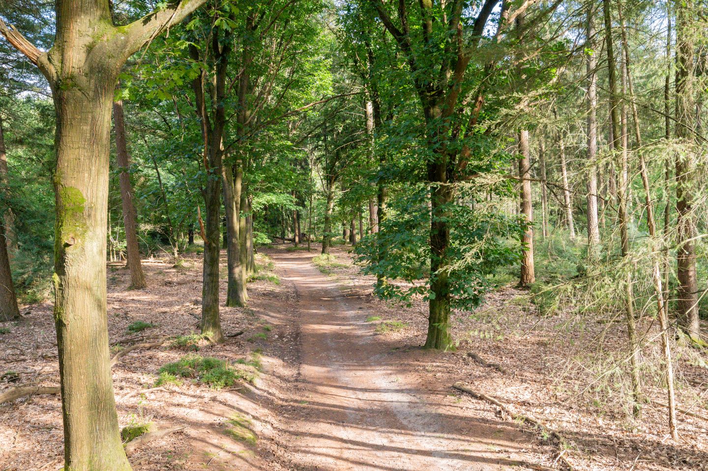 Grevenhout 21-217 Uddel31.jpg