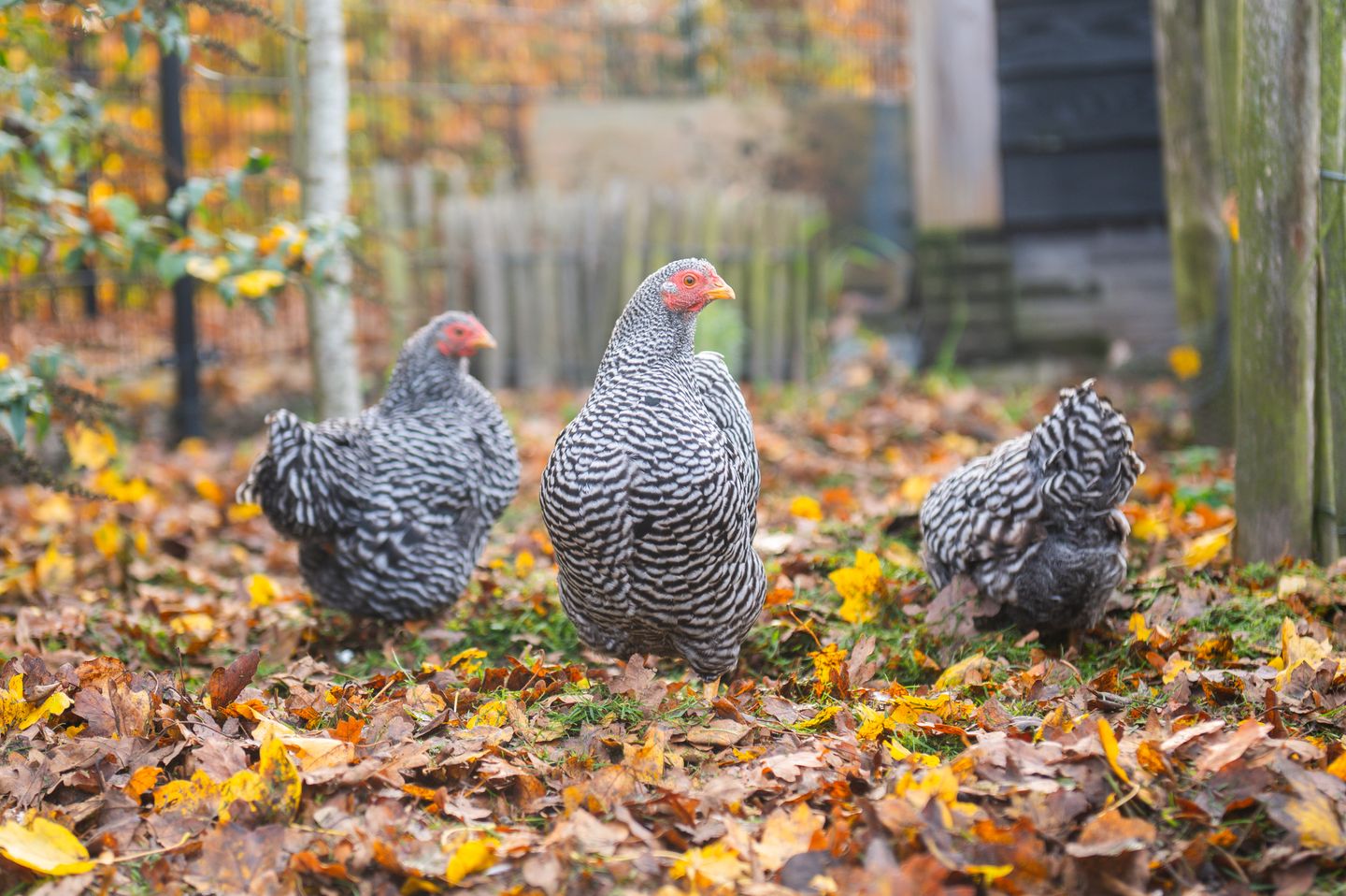 Kruisakkerweg 9 Twello 66.jpg